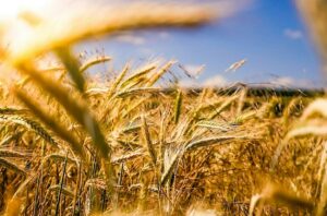 Die Aufnahme eines Weizenfeldes. Im Hintergrund ist ein warmer sonniger Tag zu erkennen mit strahlend blauem Himmel.